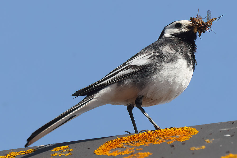 Pied wagtail